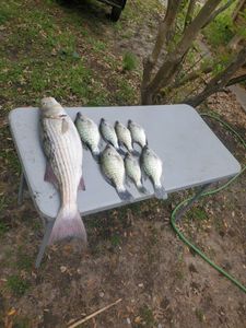 Three striped bass caught fishing in OK