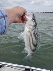 Striped bass fishing in OK