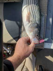A striped bass caught while fishing in Mead