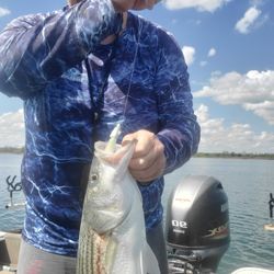 Striped bass caught in Mead