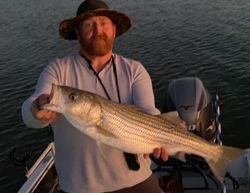 Striped bass caught while fishing in Mead