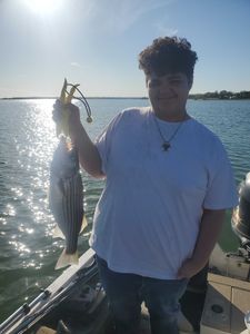 Striped bass caught in Oklahoma