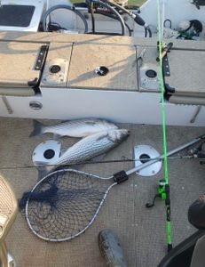 Two striped bass caught while fishing in OK