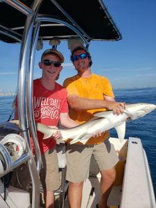 Bonnethead shark caught while fishing in FL