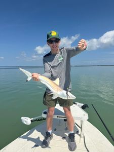 Blacktip shark caught while fishing in Tavernier FL waters