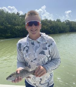 One grey snapper caught fishing in Tavernier