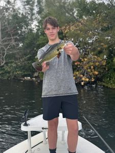 Peacock bass caught while fishing in Tavernier FL