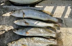 Three spotted weakfish caught while fishing in FL