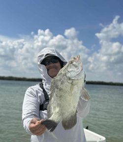 Tripletail fish caught while fishing in FL