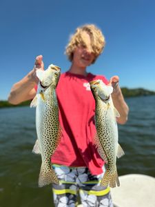 Two spotted weakfish in Tavernier