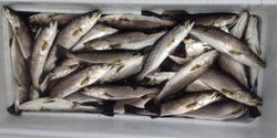 Jigging the waters of South Louisiana