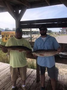 2 pollock fish caught in LA