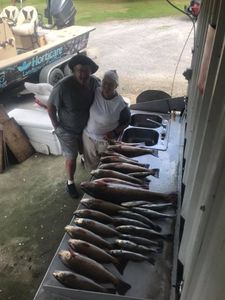 Hardhead Sea Catfish caught while fishing in Golden Meadow