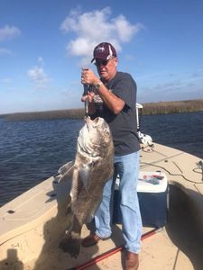 A fisherman caught a 30-inch black drum in LA