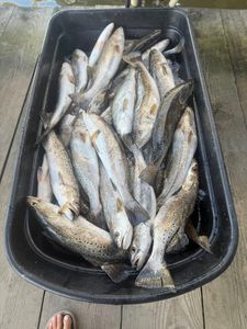 7 spotted weakfish caught while fishing in LA