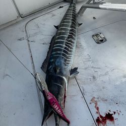 Wahoo fish caught in Boynton Beach