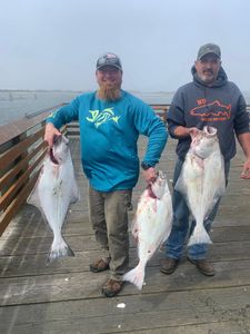 Pacific Halibut fishing success on wooden dock in Charleston Oregon with three large fish displayed