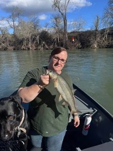 Northern Pikeminnow caught while fishing in Charleston OR with dog in boat