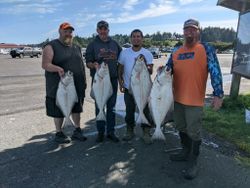 Four Pacific Halibut caught fishing in Charleston Oregon displayed at boat launch