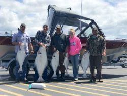 Five Pacific Halibut displayed after successful fishing trip in Charleston OR with boat and trailer in background