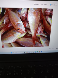 Huge 52-inch catches make for the best fishing day in Florida City!