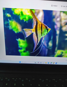 Fish-Species