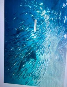 Underwater view of a large school of fish swimming in circular formation in blue ocean waters near Florida City FL