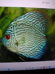 Fish-Species