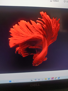 Fish-Species