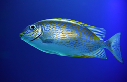 Reeling in the best catch: a prized Pigfish in Florida City!