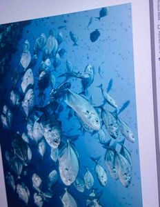 School of fish swimming underwater in blue ocean waters near Florida City FL