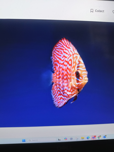 Fish-Species