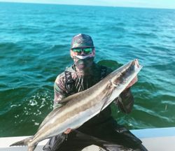 A fisherman holding a large Cobia fish in Hudson