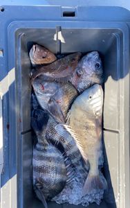 Four fish caught while fishing in Florida
