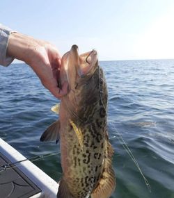 Gag grouper caught while fishing in FL