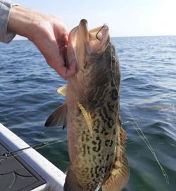 Gag grouper caught fishing in Hudson FL waters held over boat