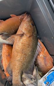 Fishing for a grey snapper in FL