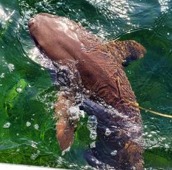 Large manatee swimming in green waters near Hudson FL