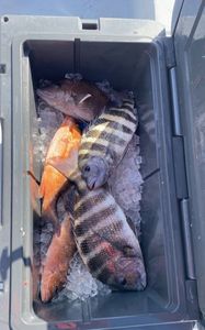 Four sheepshead fish caught in Florida