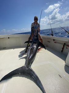 Majestic blue marlin caught during fishing expedition in Marathon