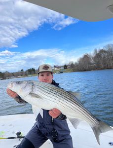 Big striped bass hit hard and fast