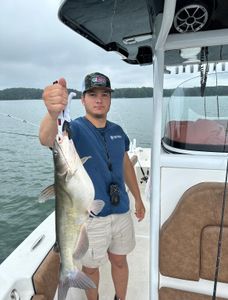Blue catfish fishing in GA