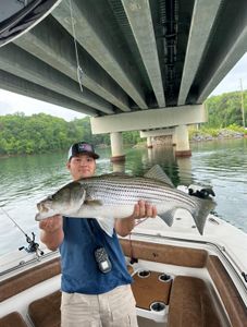 Striped bass caught while fishing in GA