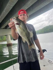 Largemouth bass caught in GA
