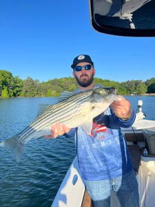 Striped bass caught in Cumming, Georgia