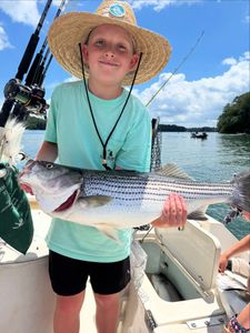 Striped bass caught fishing in GA