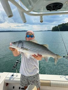 Striped bass caught while fishing in GA