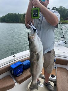 Striped bass caught while fishing in GA