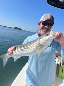 Striped bass caught while fishing in GA