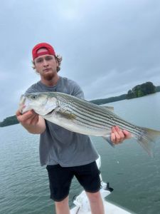 An angler holds a striped bass fish caught in GA.